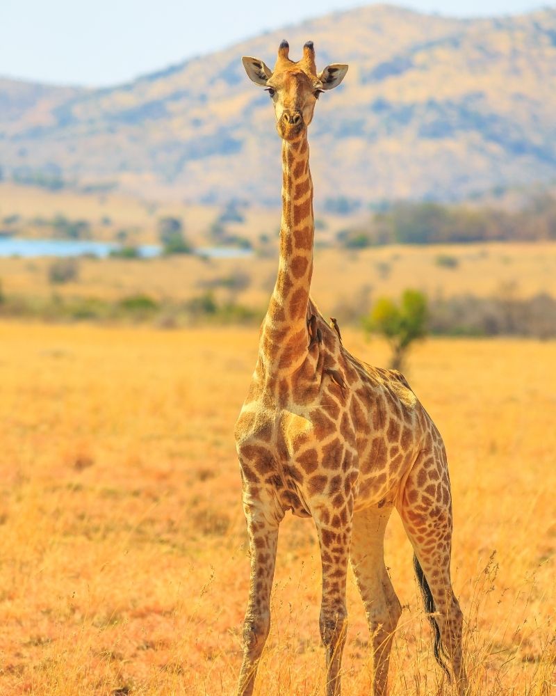 giraffe zimbabwe tour operator
