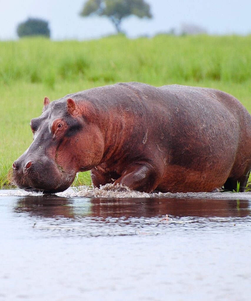 Hippo Chobe National Park Botswana