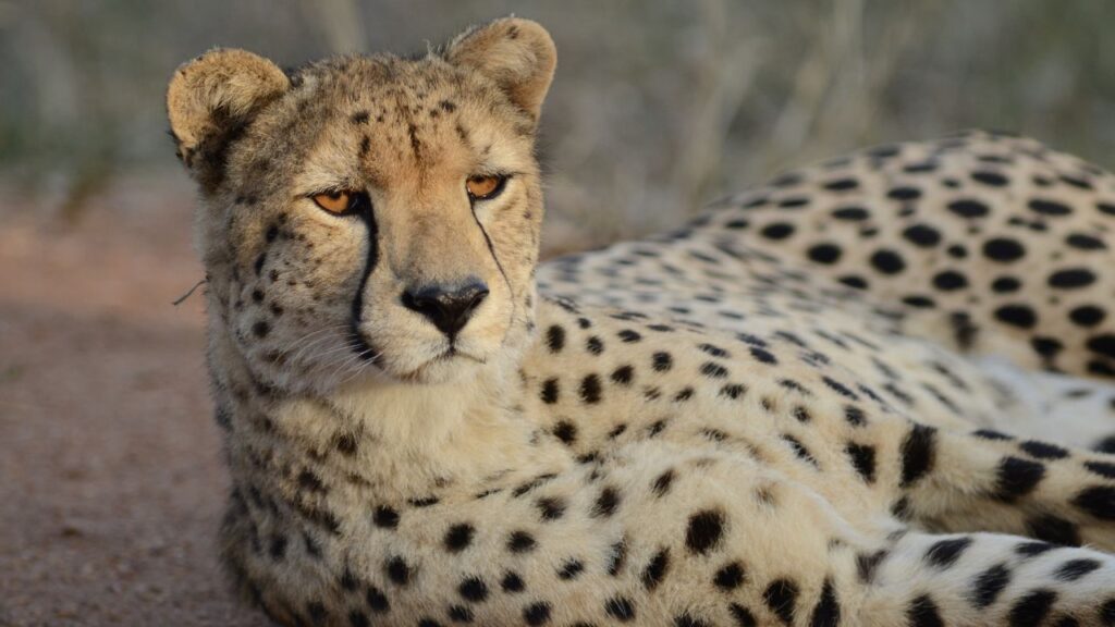 Cheetah-in-the-kruger-national-park