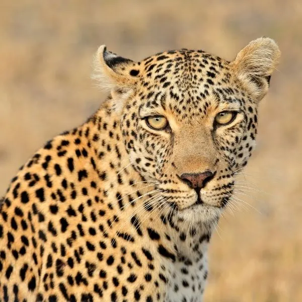 african-leopard-looking-at-the-camera-on-a-kruger-national-park-safari