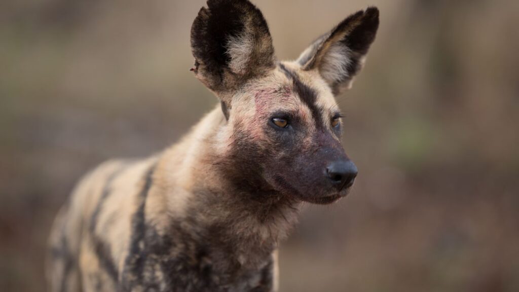 african-wild-dogs-in-kruger-national-park