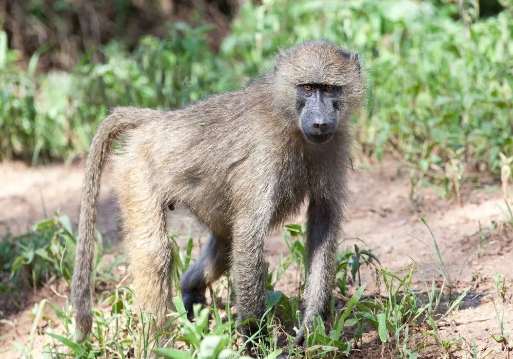 baboon-in-mosi-oa-tunya-national-park