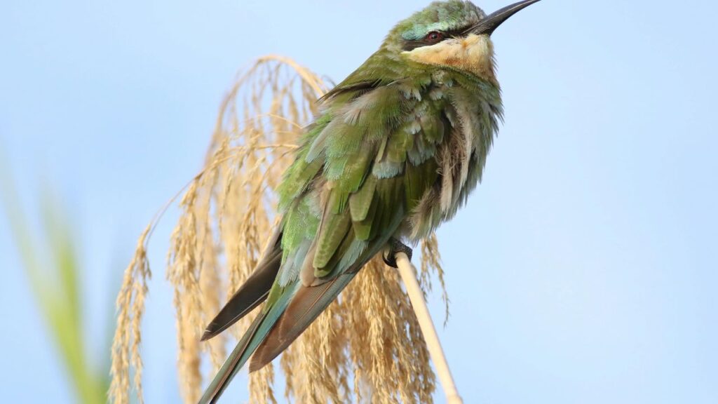 bird-sitting-in-a-tree-in-chobe