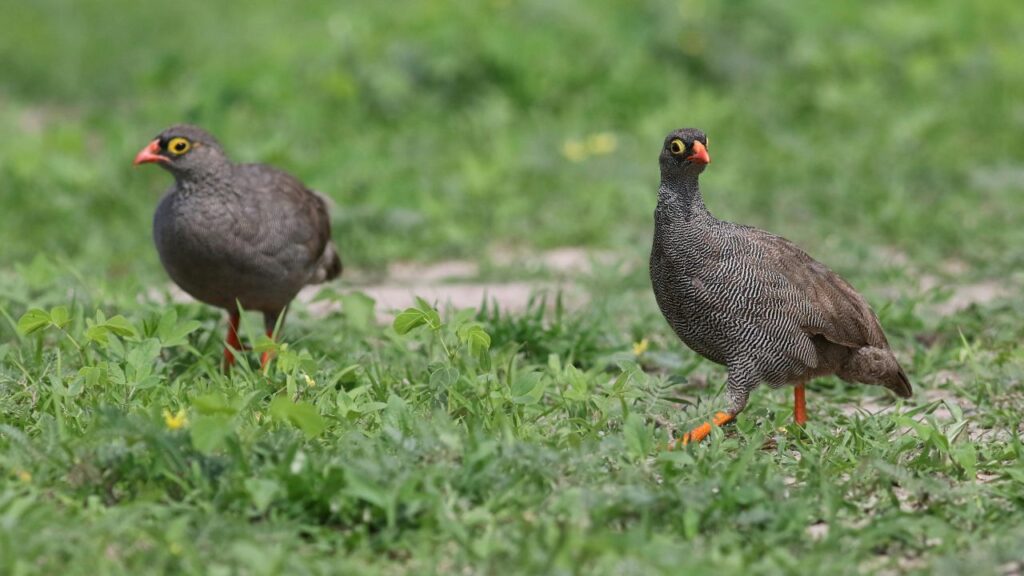 birds-in-chobe-national-park
