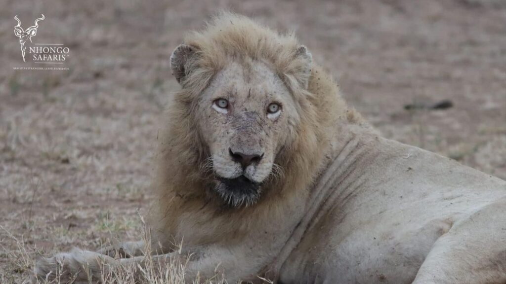 casper-the-lion-kruger-park