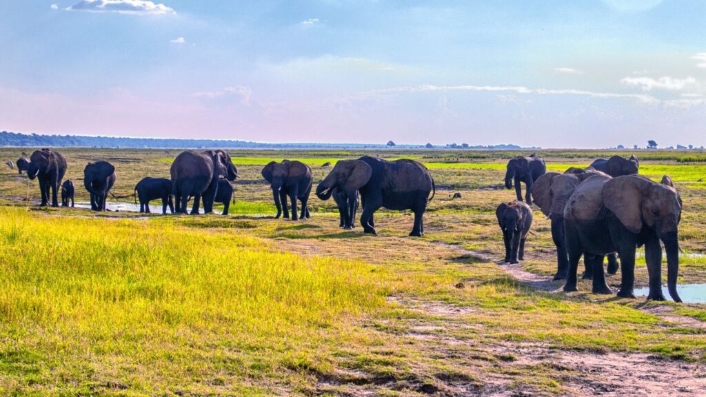 chobe-elephant-herd