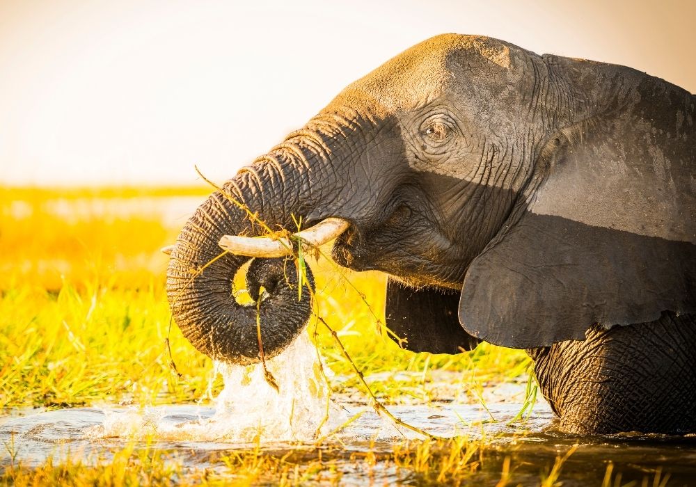 chobe-national-park-full-day-game-drive