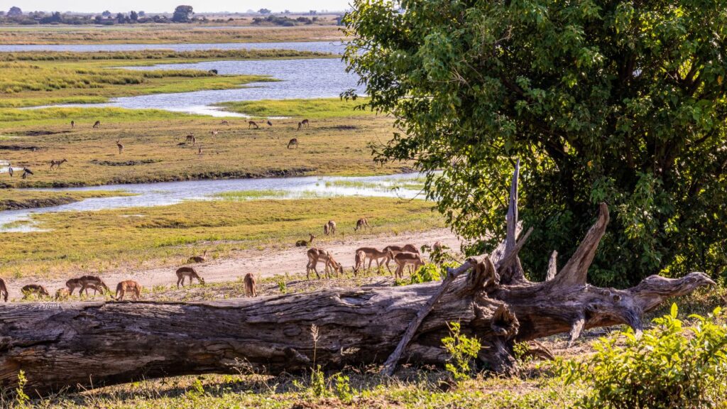 chobe-national-park-wildlife