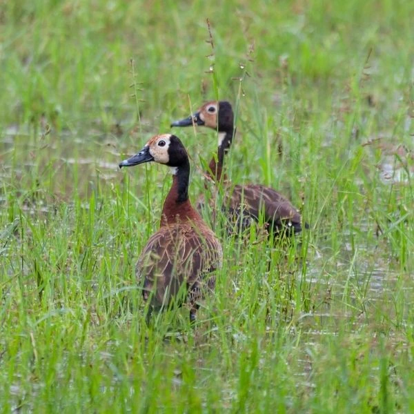 ducks-in-mosi-oa-tunya-national-park