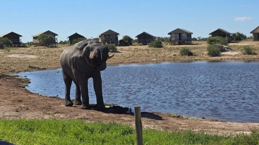 elephant-at-elephant-sands-lodge