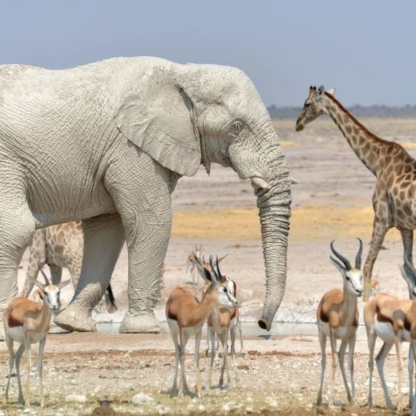elephant-giraffe-springbok-in-etosha-national-park