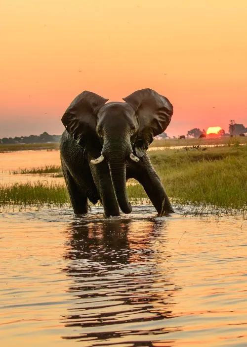 elephant-in-botswana