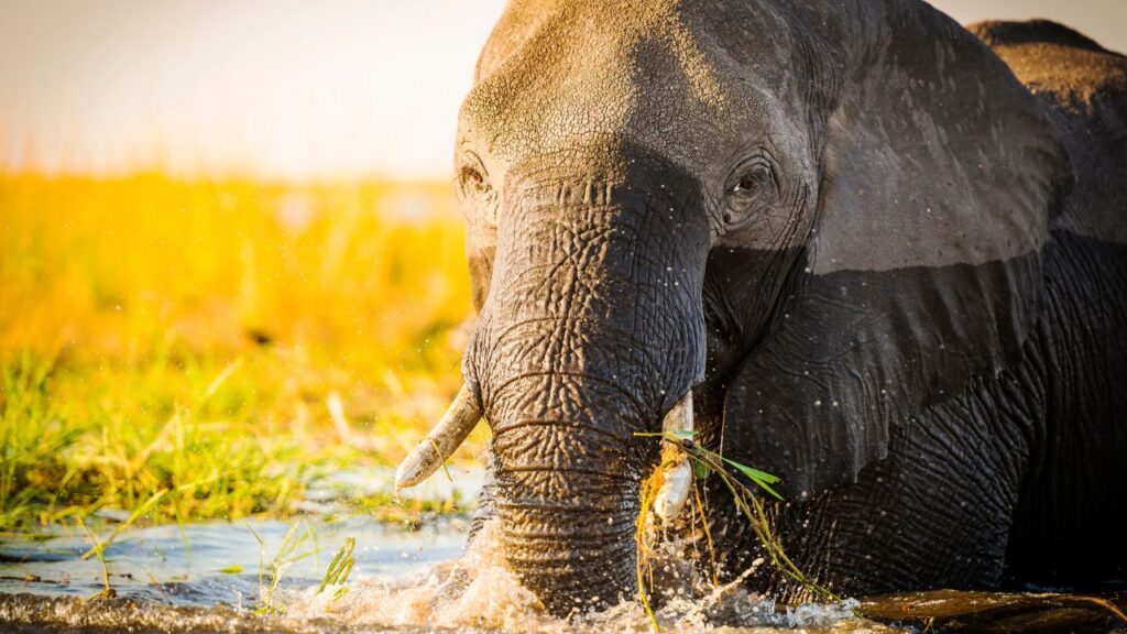 elephant-in-chobe-river