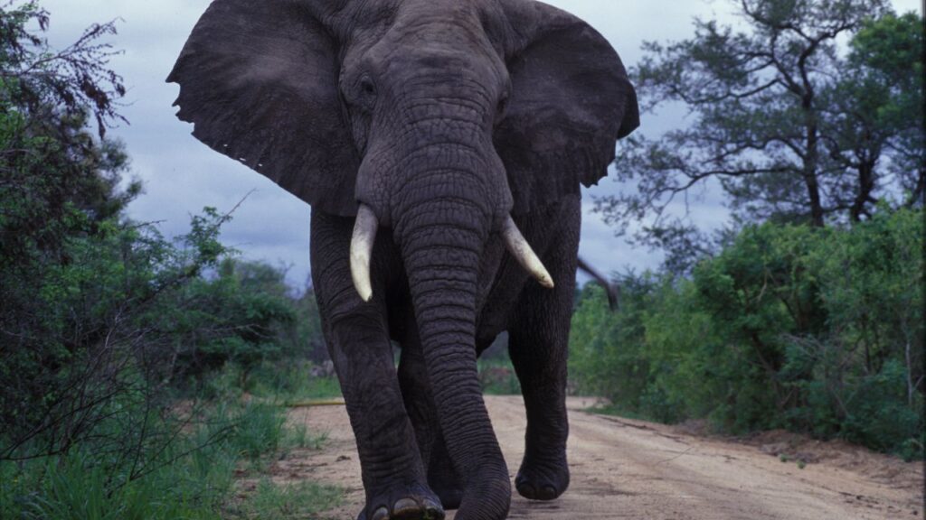 elephant-in-the-kruger-national-park