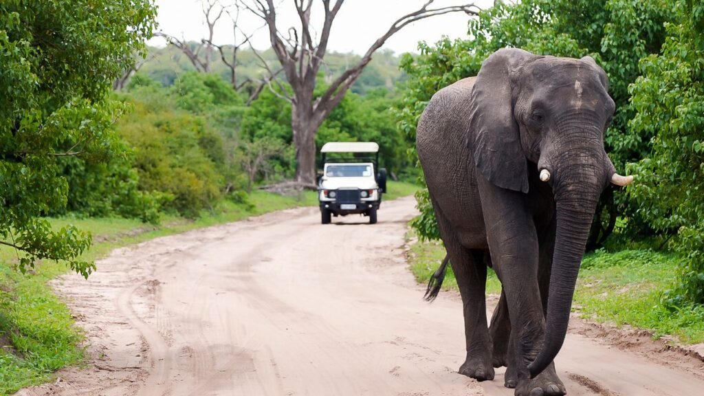 elephant-walking-in-the-road-in-chobe