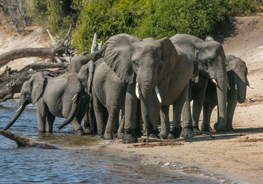elephants-3-day-chobe-camping-safari