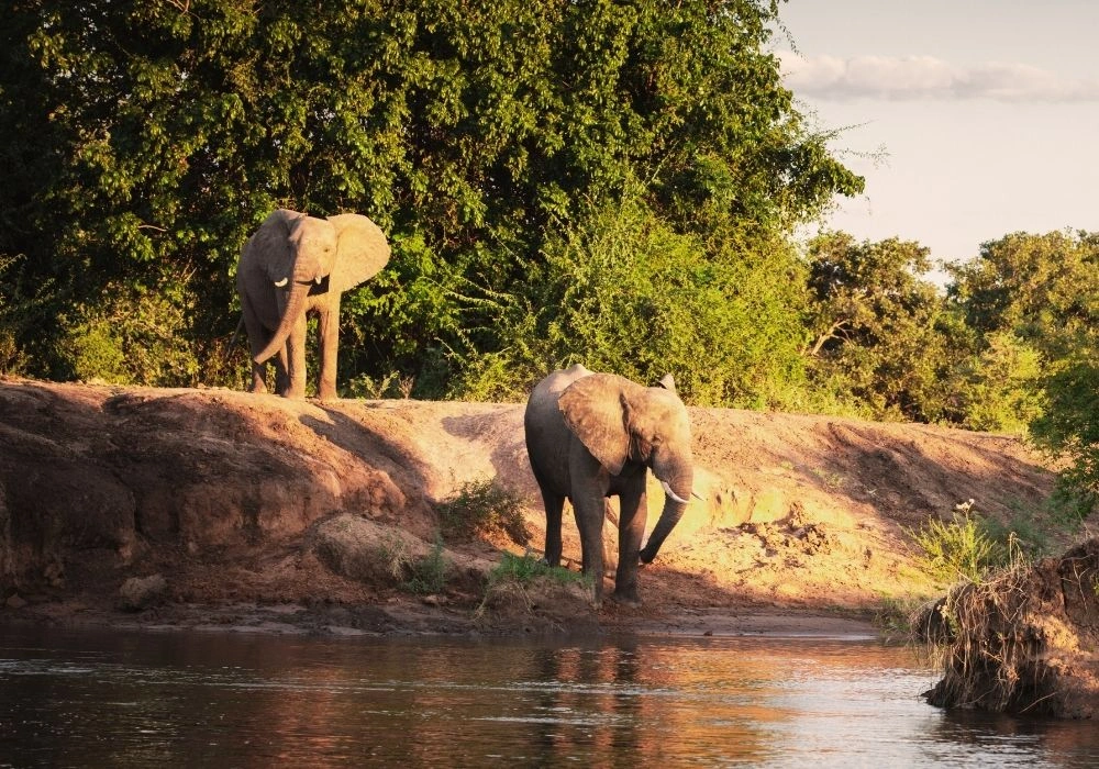 elephants-spotted-on-a-game-drive-in-zambezi-national-park