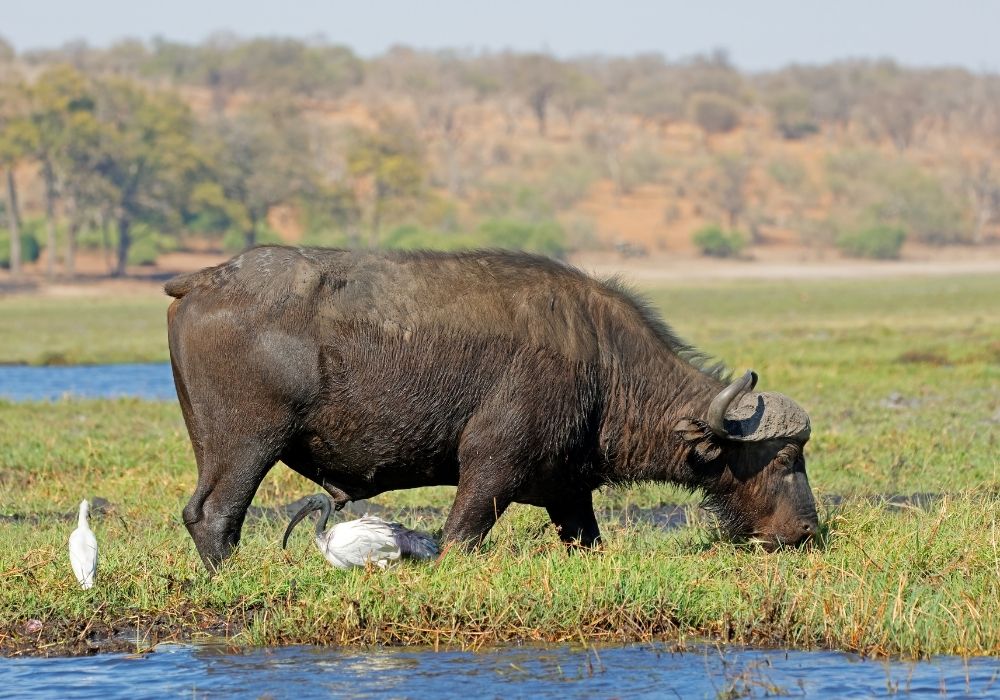 full-day-chobe-game-drive-from-livingstone