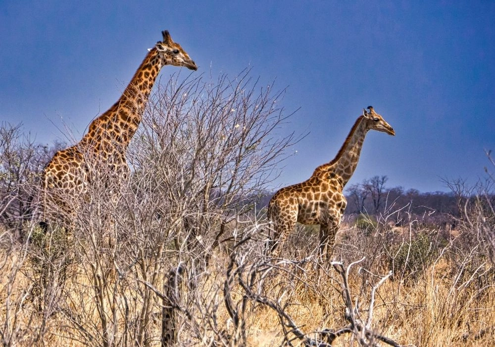 giraffes-spotted-on-a-3-day-camping-safari-in-botswana