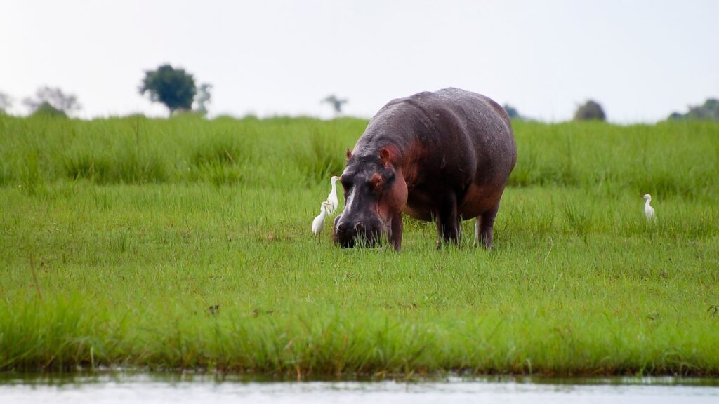 hippo-in-chobe-national-park