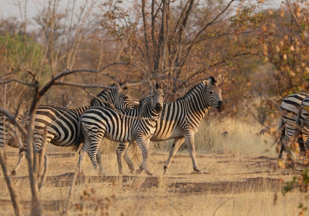 hwange-full-day-game-drive