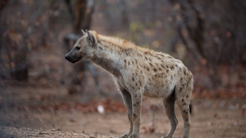 hyena-in-the-kruger-national-park