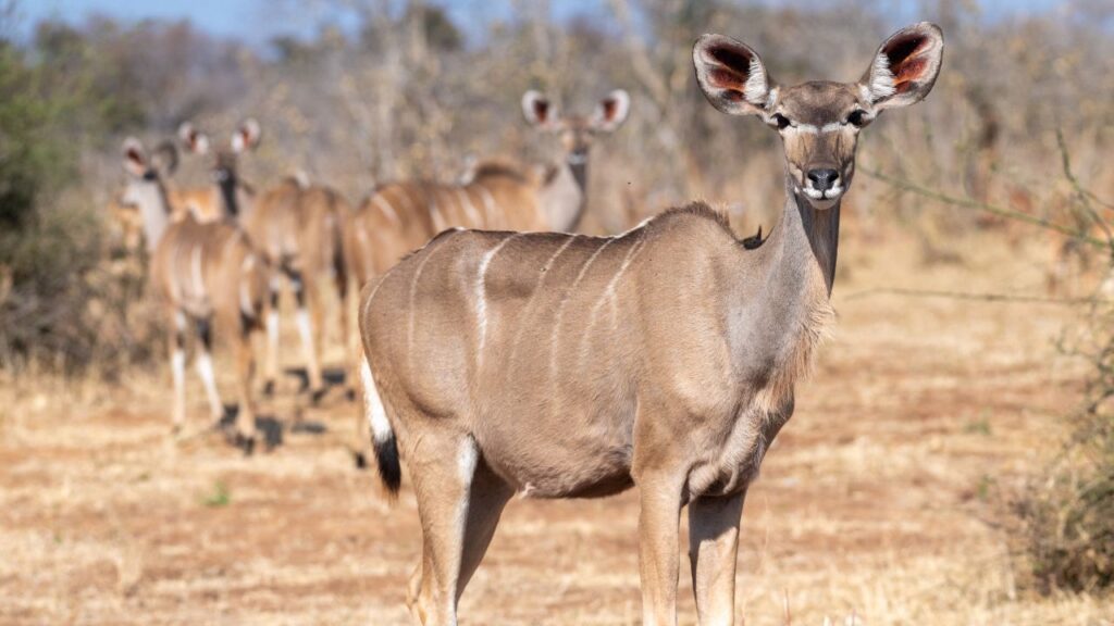 kudu-chobe-national-park-full-day-game-drive