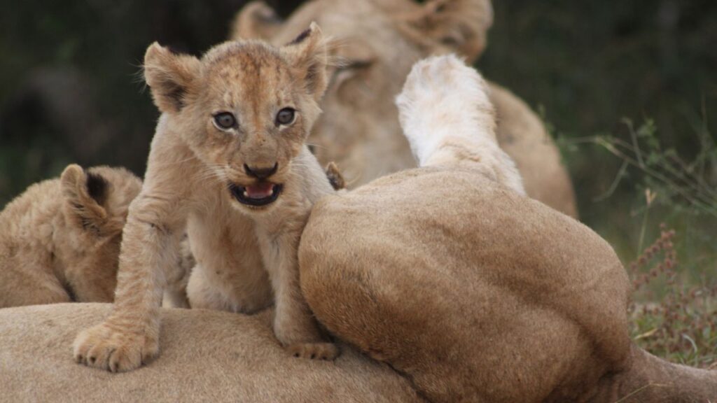lion-cub-in-the-kruger-national-park
