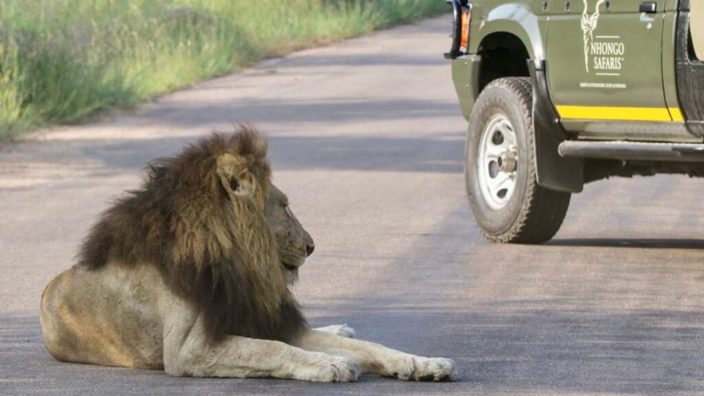 lion-in-the-kruger-national-park