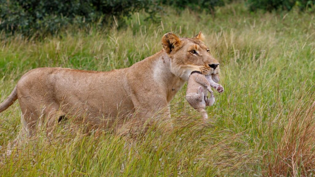 lionness-in-kruger-with-her-cub