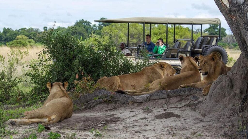 people-viewing-lions-in-botswana