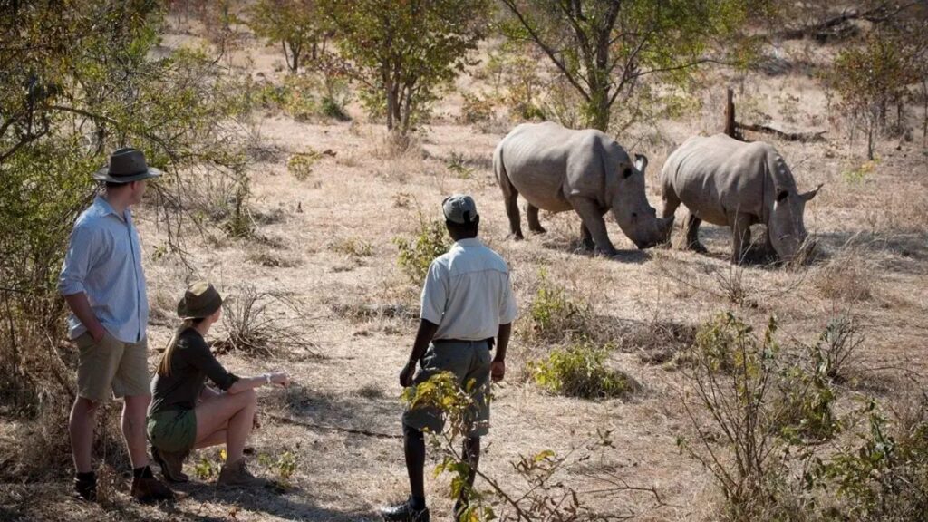 rhino-walk-zambia