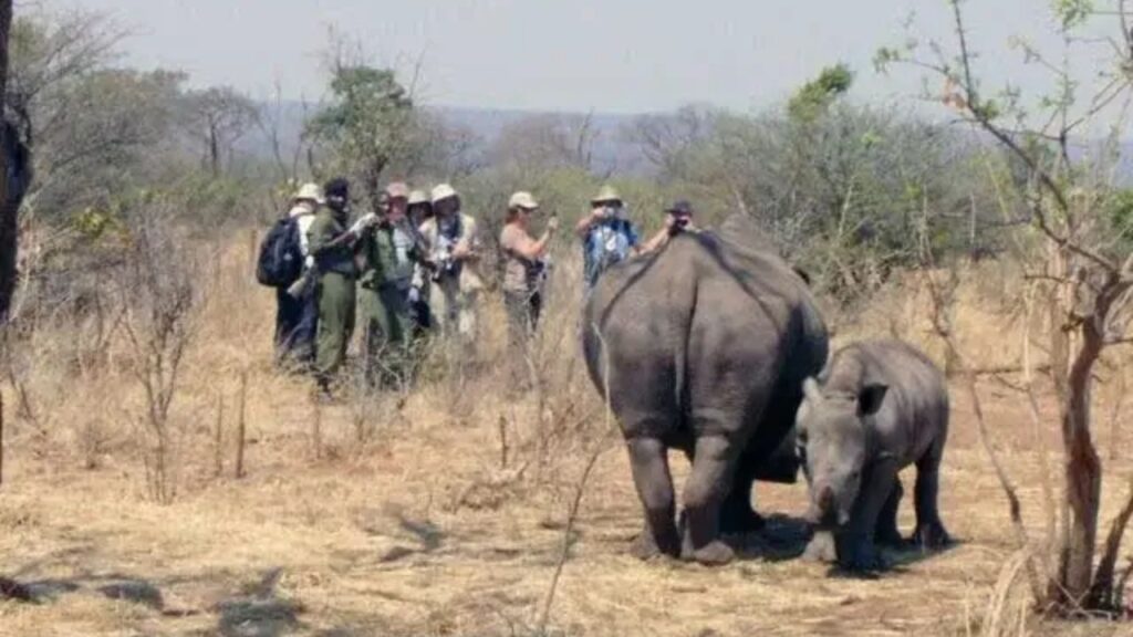 rhino-walking-safari-zambia