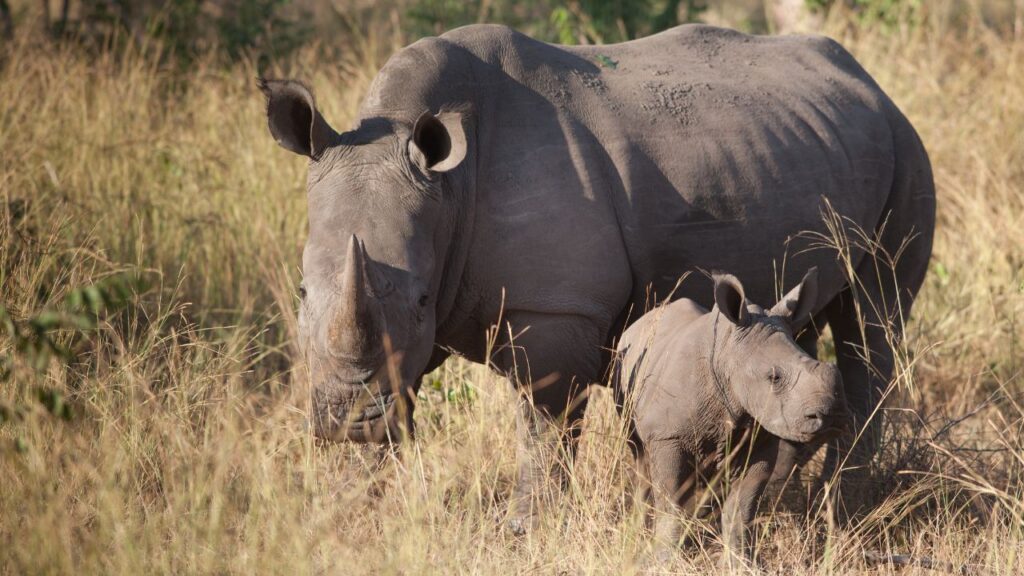 rhino-zambia