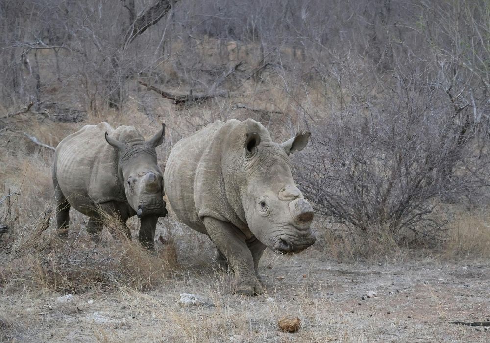 rhinowalk-in-zambia-livingstone