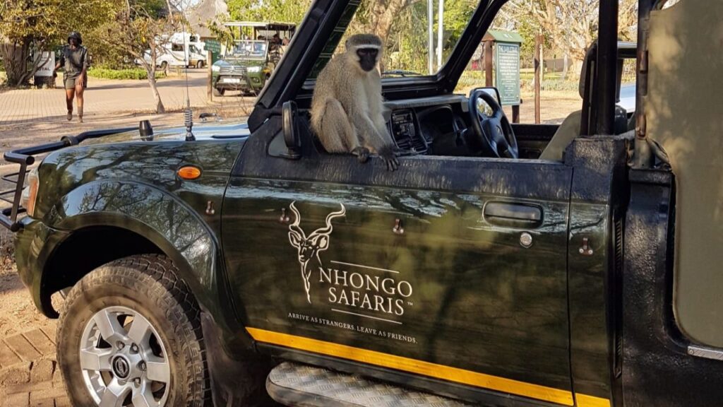 vervet-monkey-on-vehicle