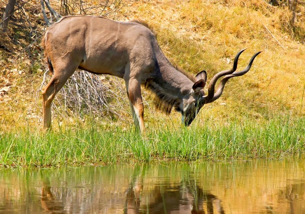 victoria-falls-day-trip-chobe