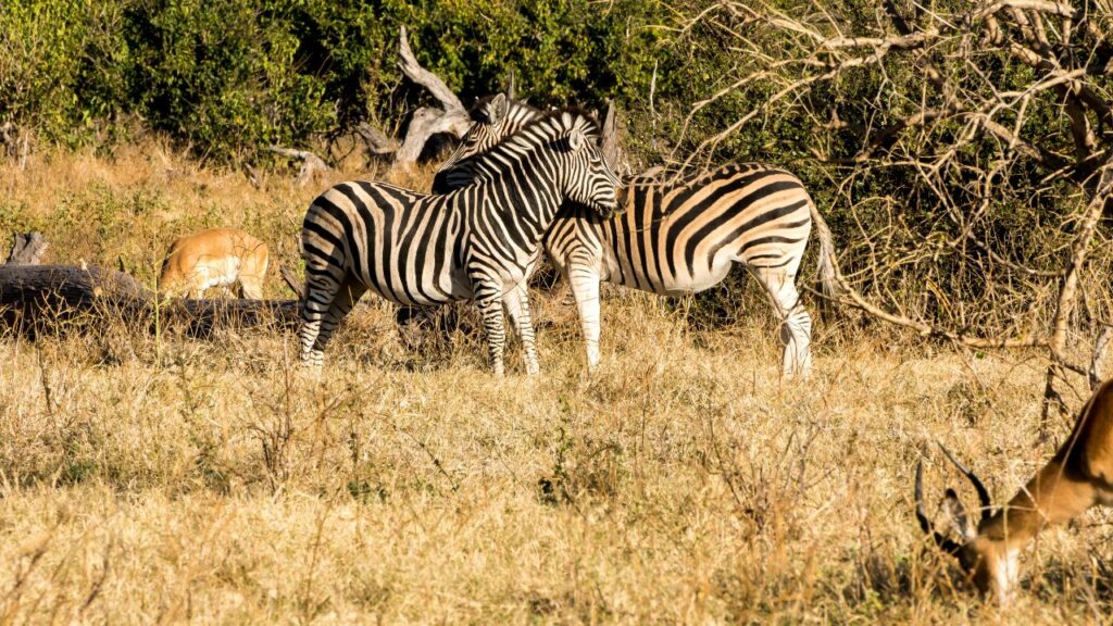 zebra-in-chobe