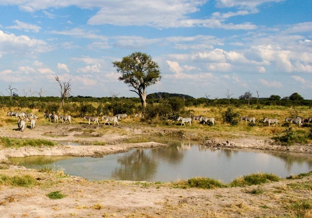 zebra-spotted-on-a-victoria-falls-day-trip-into-chobe-national-park
