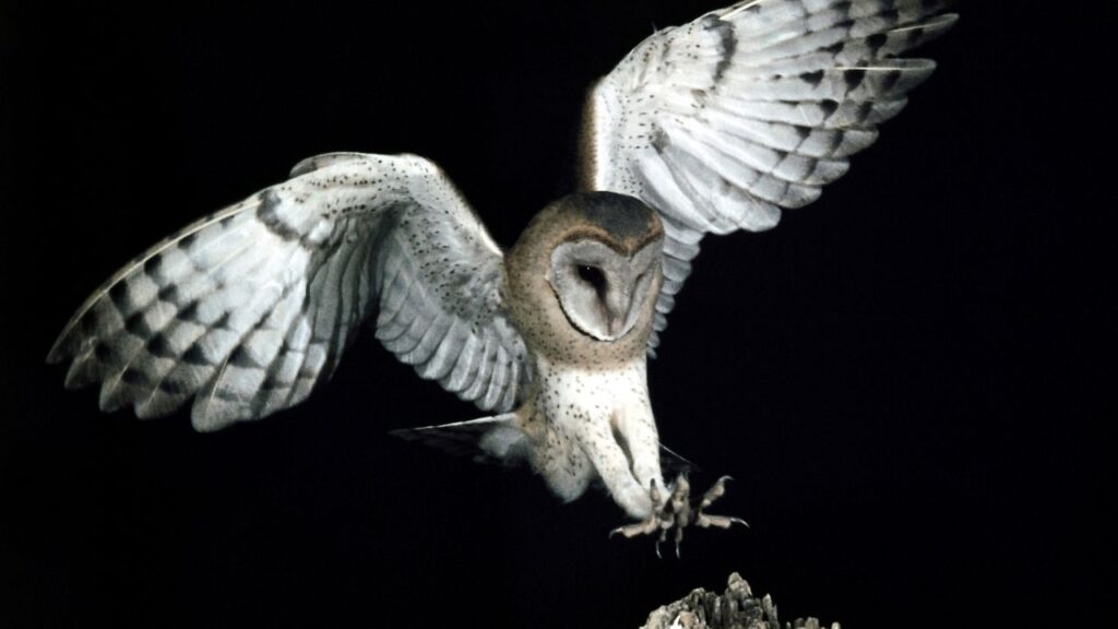 africa-owl