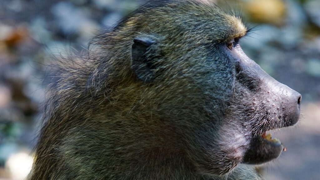 baboon-victoria-falls-national-park