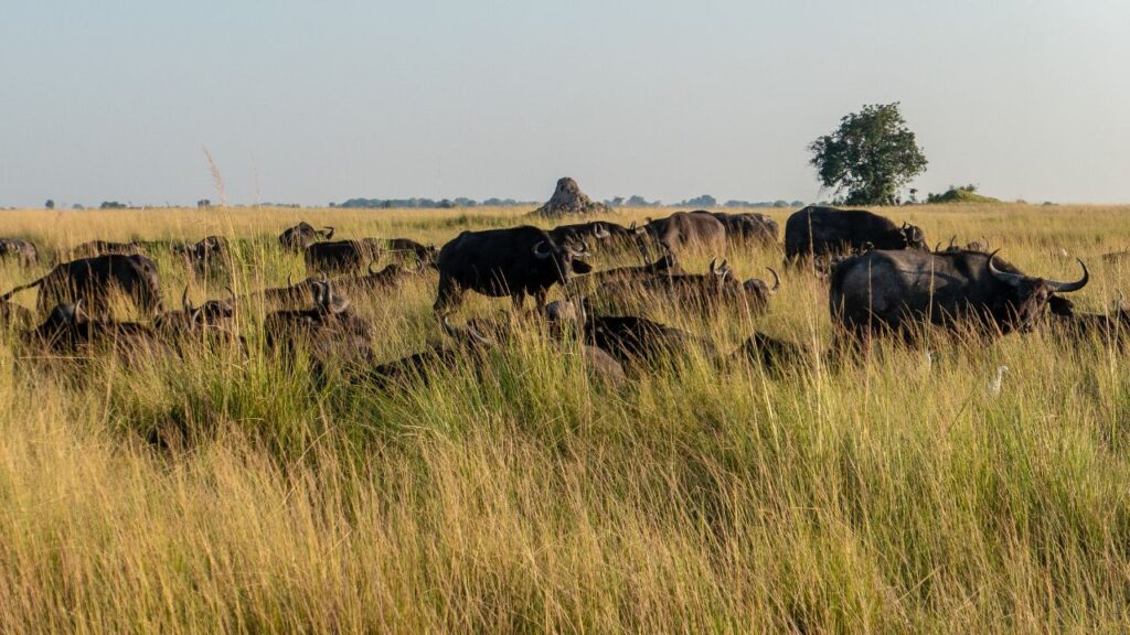 buffalo-herd