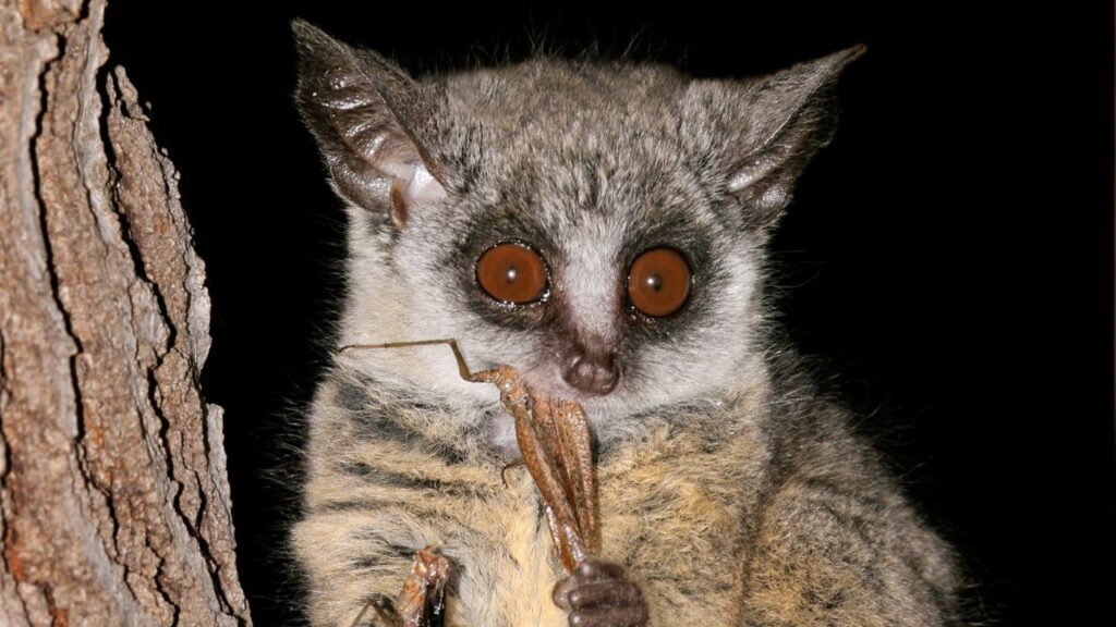 bushbaby