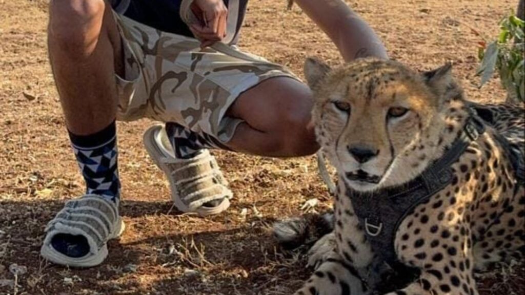 cheetah-walking-zimbabwe
