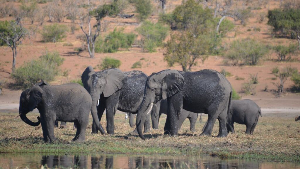 elephant-herd