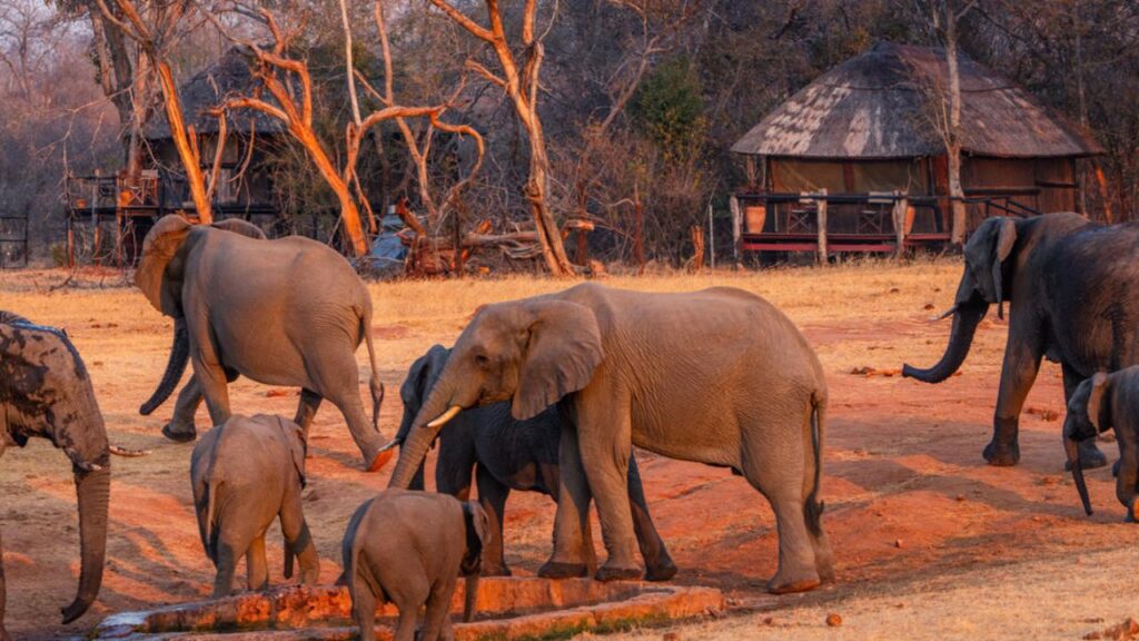 elephants-at-ivory-lodge