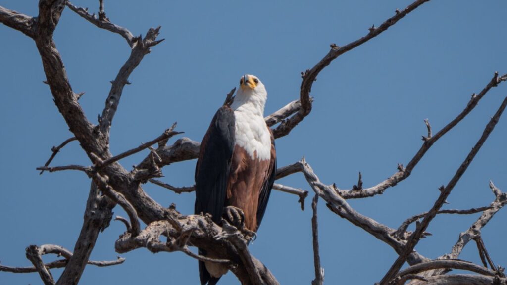 fish-eagle-zambezi