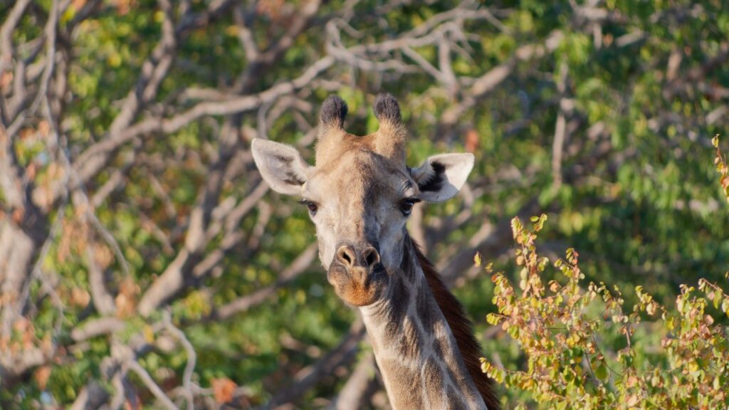 giraffe-zambezi-national-park