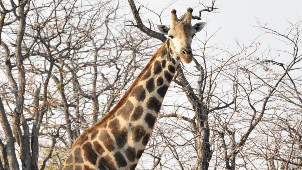 hwange-giraffe