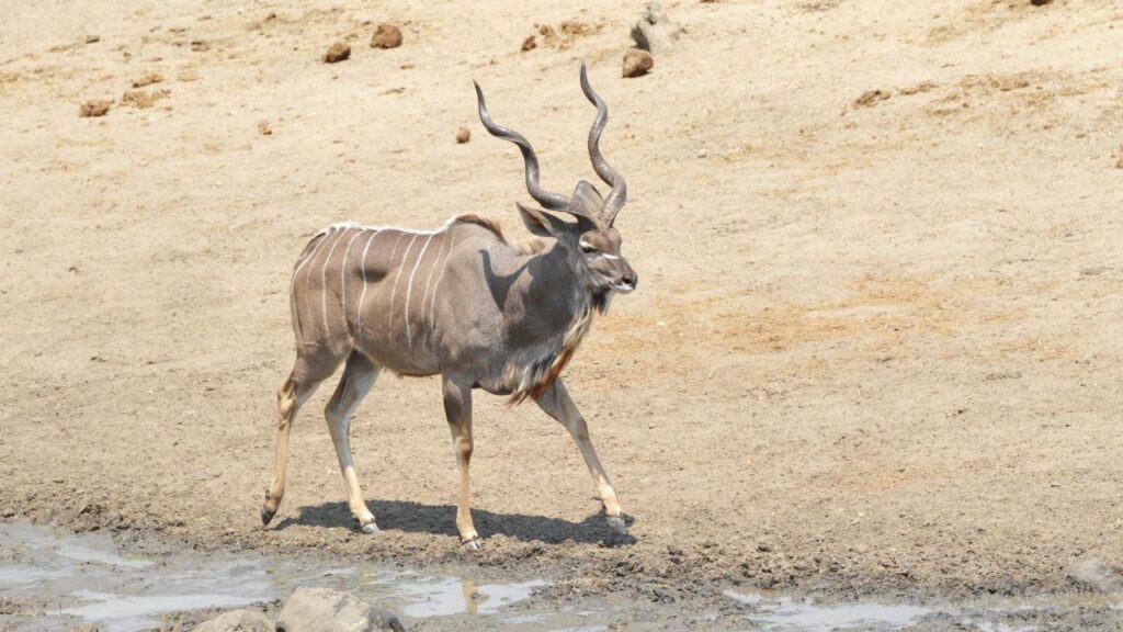 hwange-national-park-kudu-bull